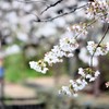 年年歳歳花相似