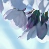 春はあけぼの。