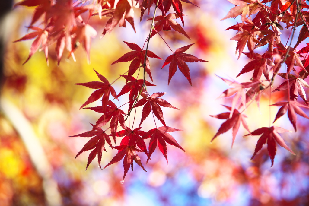 紅葉の頃・赤見フィッシングセンター♪4