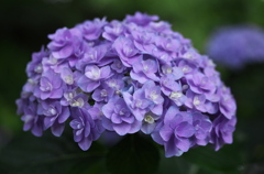 清水寺（せいすいじ）の紫陽花♪3