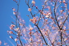 梅かおる・錦鯉公園♪2