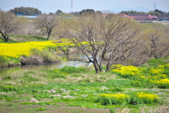 川辺の春♪5