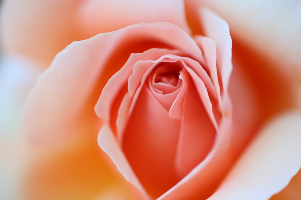 井頭公園の薔薇♪7