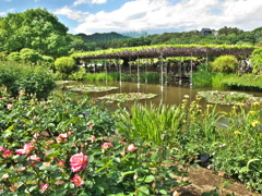 ある春の日のフラワーパーク♪５