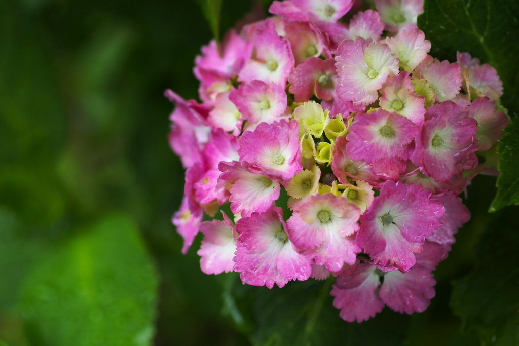 雨の日の紫陽花♪4
