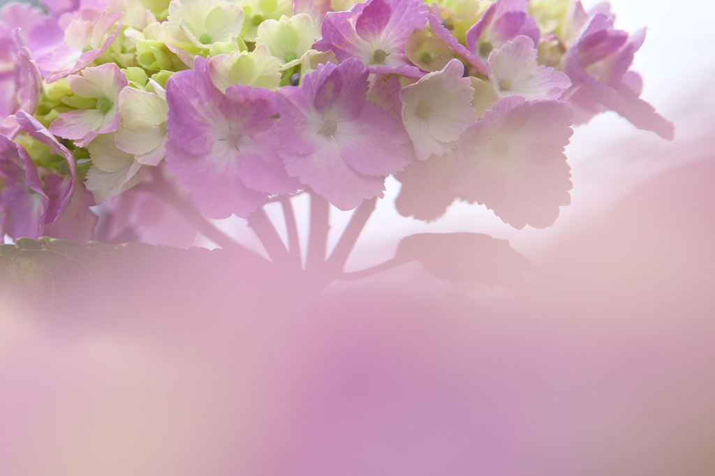 紫陽花・権現堂堤♪3