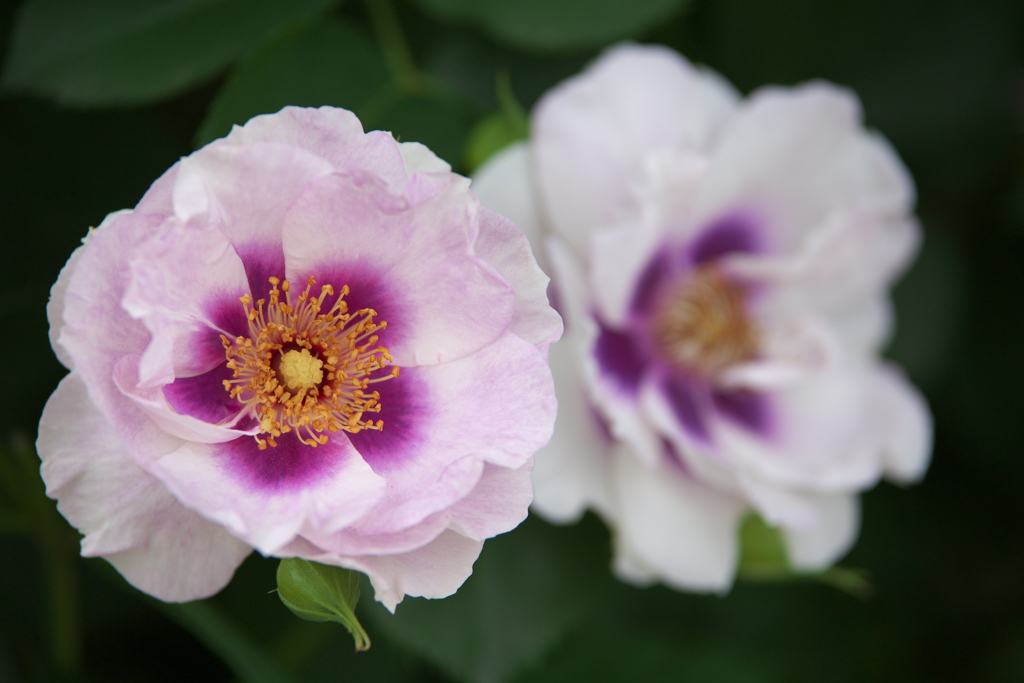 春の薔薇・あしかがフラワーパーク♪11