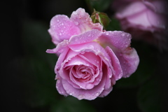 雨上がりの植物園♪1