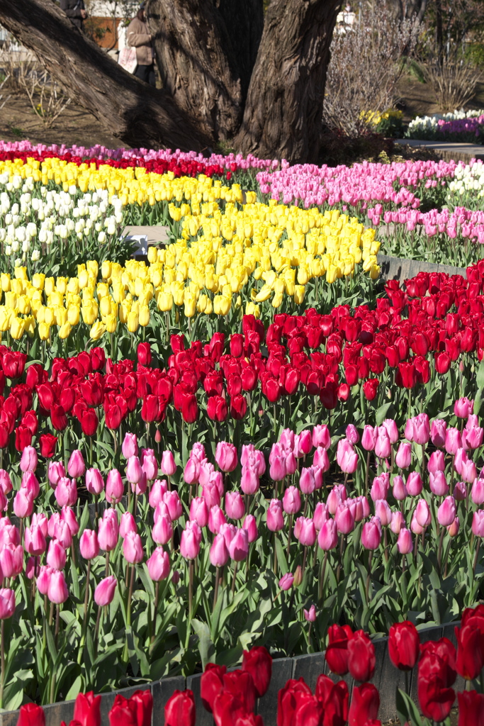 チューリップ・ファンタジー♪3