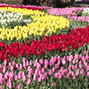チューリップ・ファンタジー♪3