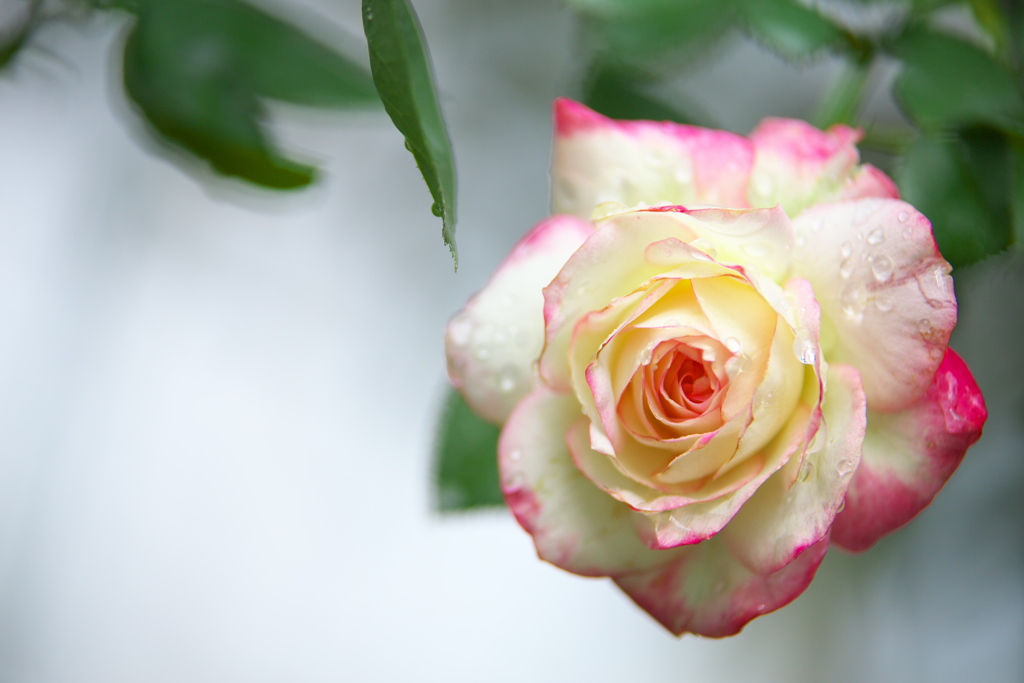 雨の日の薔薇♪1