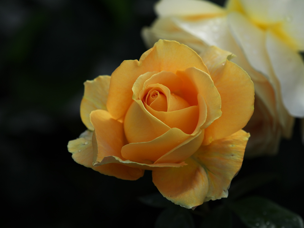 薔薇の微笑み♪5