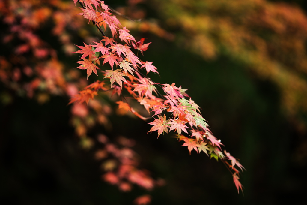 紅葉・あわの街道♪5