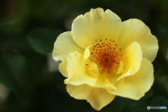 秋の薔薇Ⅳ