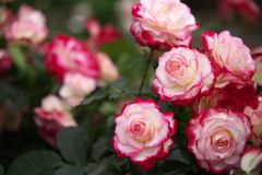想い出の薔薇♪3