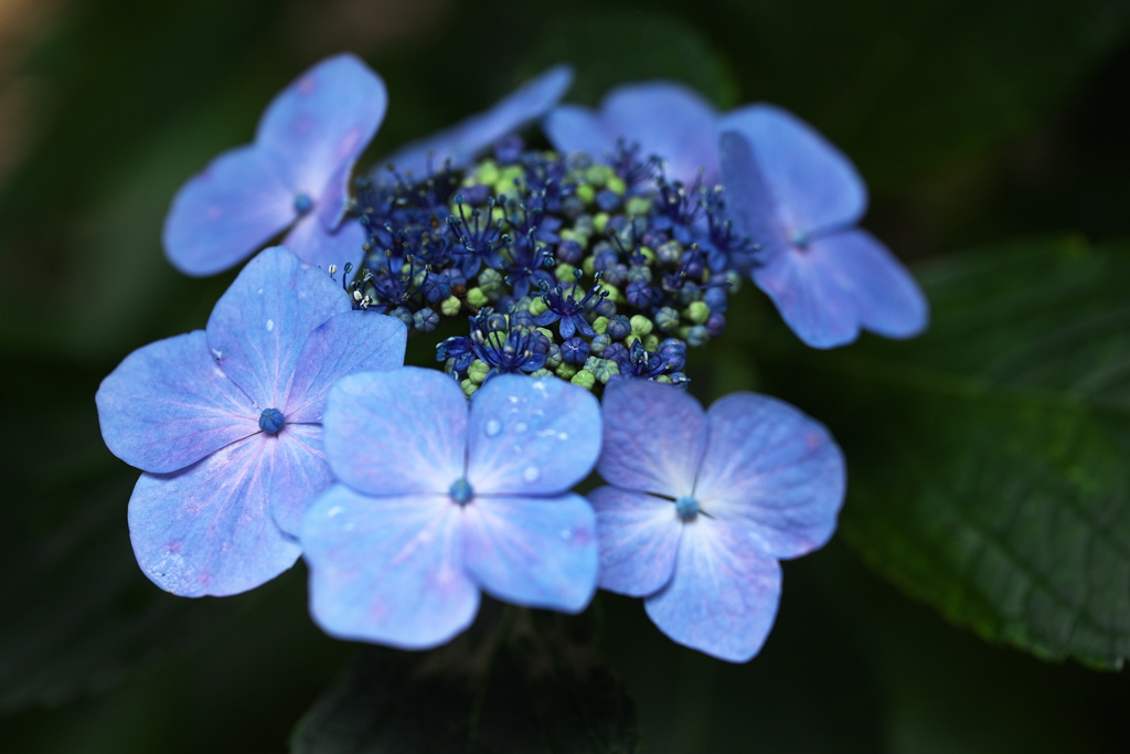 紫陽花の頃♪8