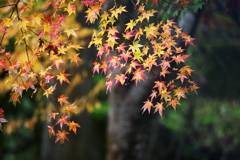 雨の日の紅葉