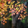 雨の日の紅葉