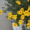 花木センターにて♪4