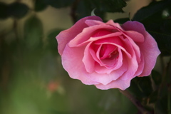 薔薇咲き始めました♪5