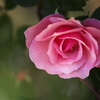 薔薇咲き始めました♪5