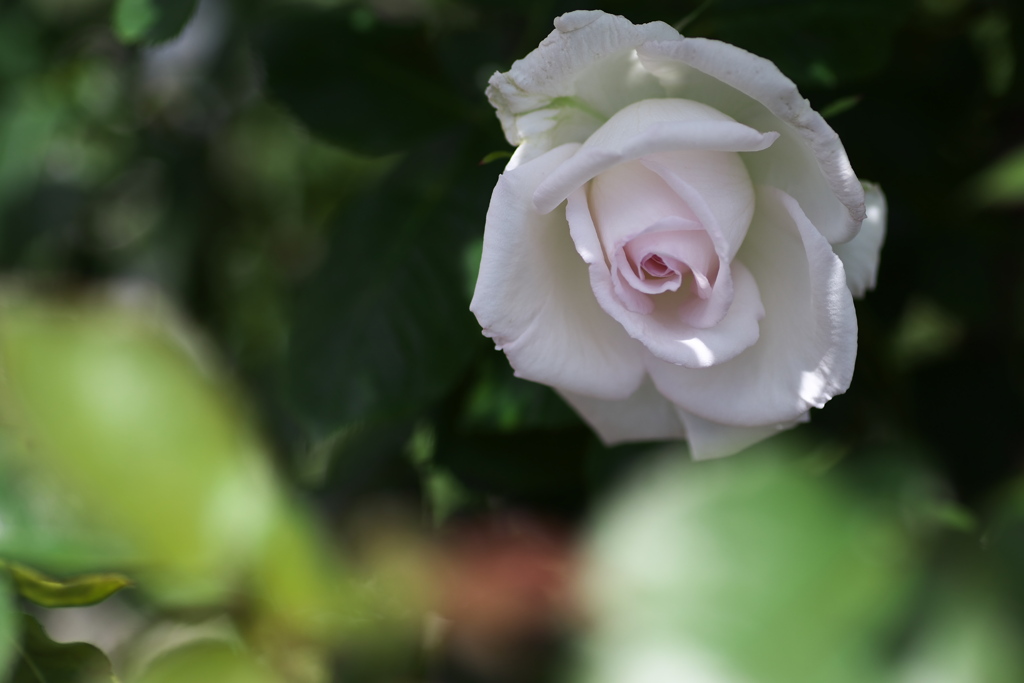 微笑みの薔薇♪2