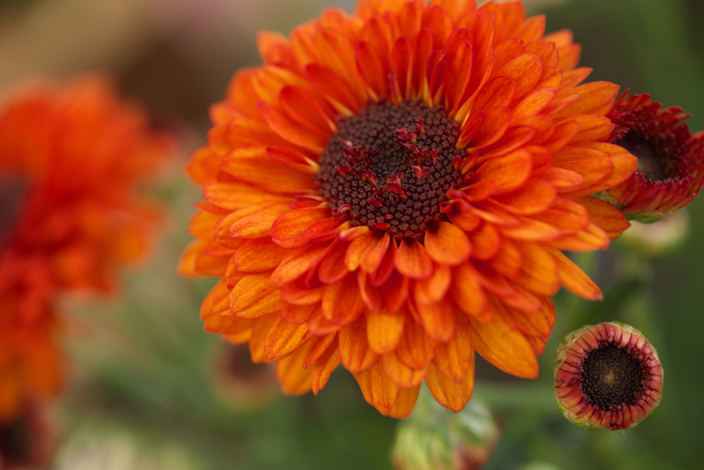 フェスティバルの花たち♪1