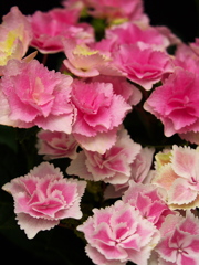 紫陽花2021♪8