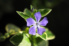 楽しい温室Ⅱ♪4