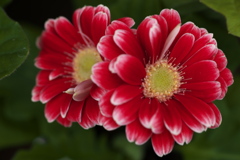 希望の花♪2