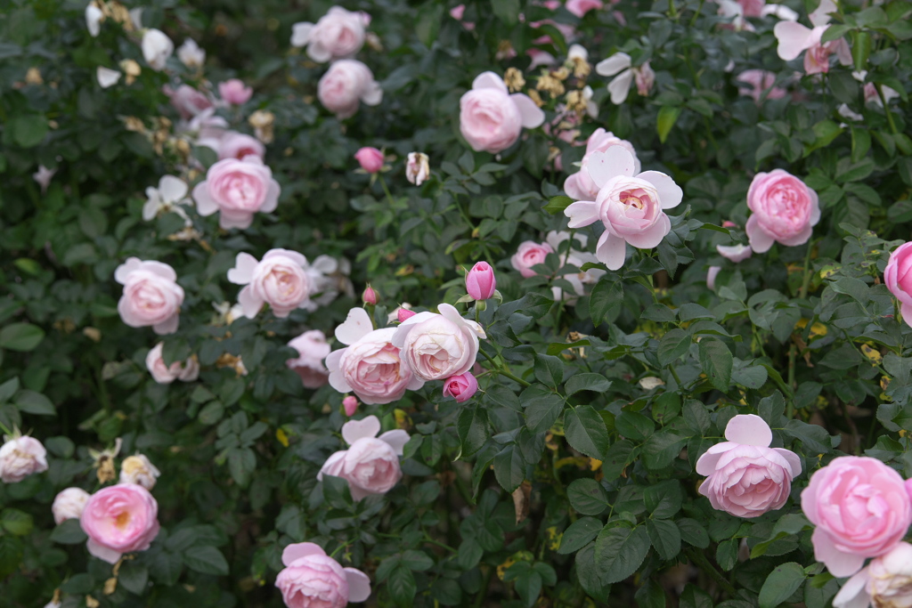 微笑みの薔薇♪14