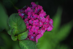 磯山神社の紫陽花♪3