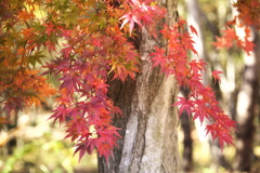紅葉の頃・みかも山♪2