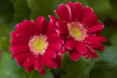 希望の花♪4