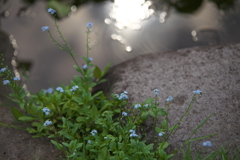 だいや川公園の夏♪1