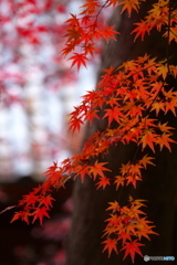 崇禅寺の秋Ⅲ