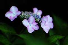礒山神社の紫陽花♪8