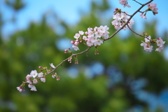 秋山川堤の桜♪１