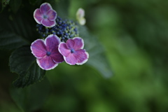 礒山神社の紫陽花♪4