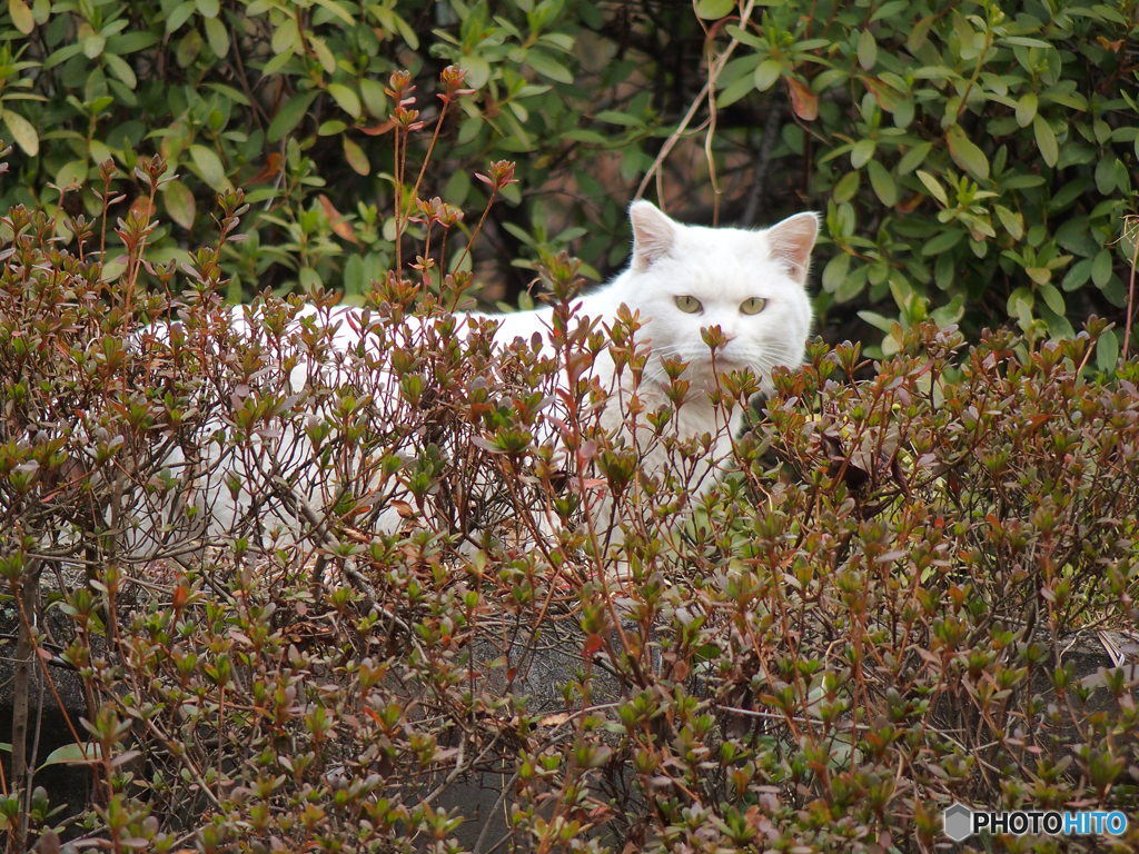 城山公園の猫ちゃん