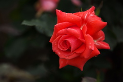 想い出の薔薇♪10