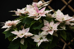 ポインセチアの季節♪3