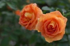 秋の薔薇・あしかがフラワーパーク♪2