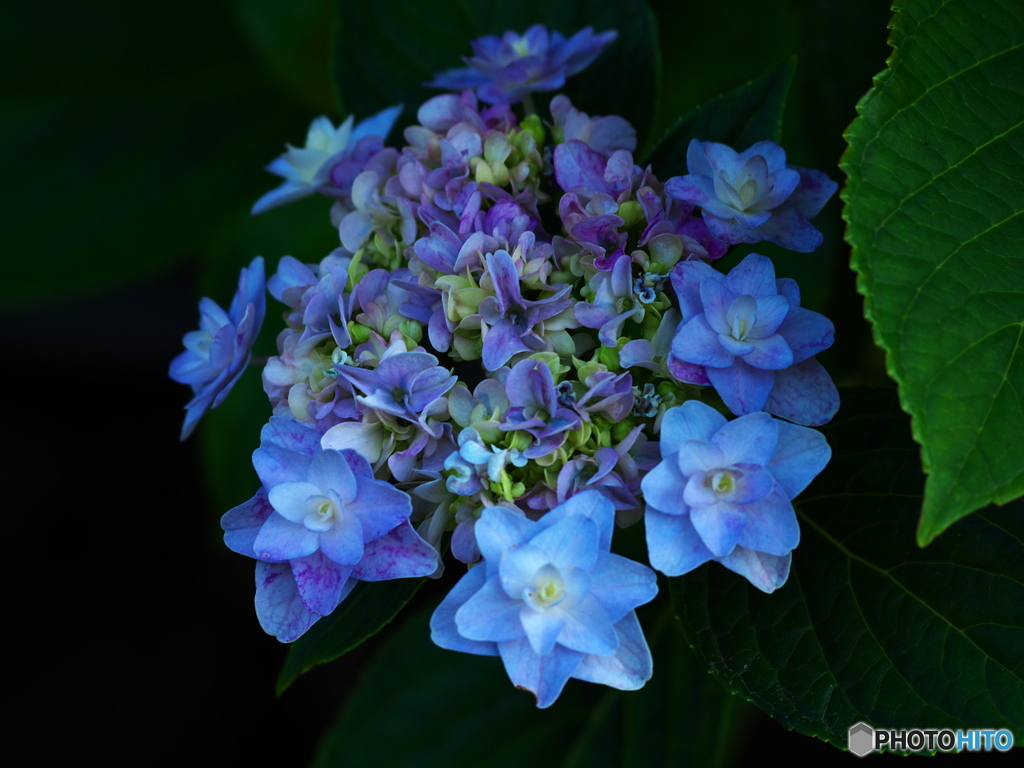 権現堂堤の紫陽花♪９