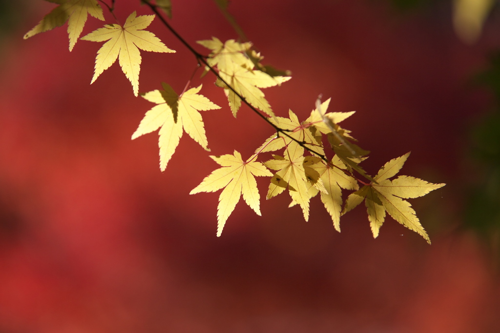 紅葉・富弘美術館♪3