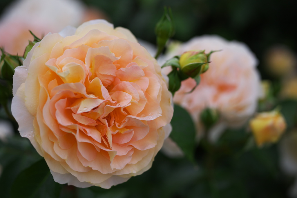 薔薇の微笑み♪1