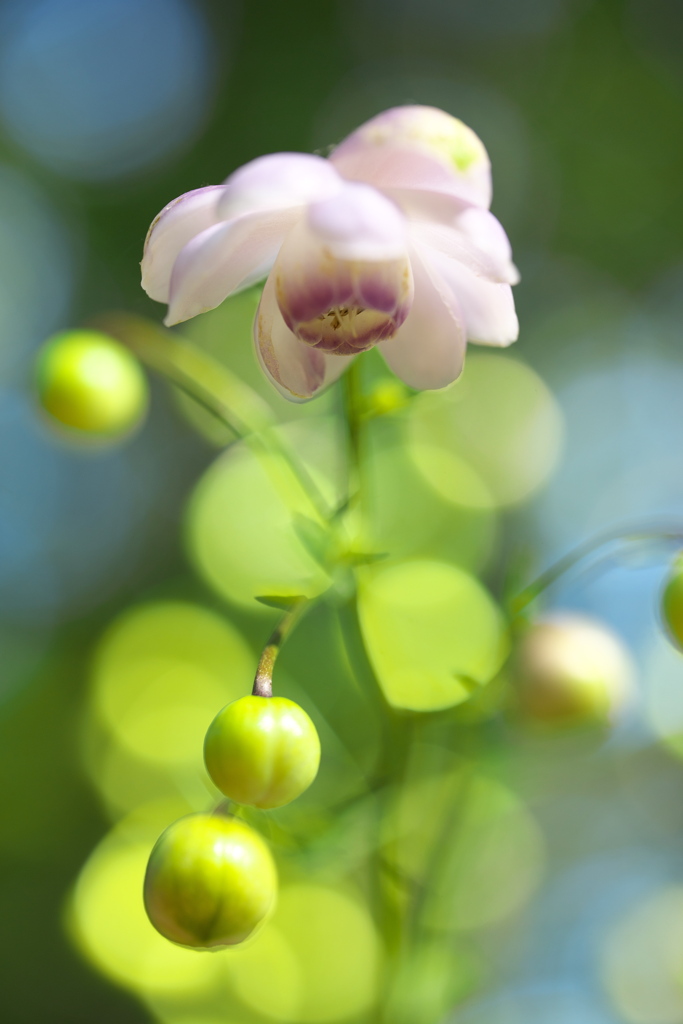 赤城自然園の夏Ⅱ♪2