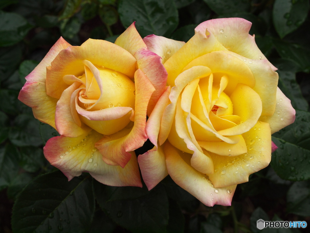 井頭公園の薔薇♪13