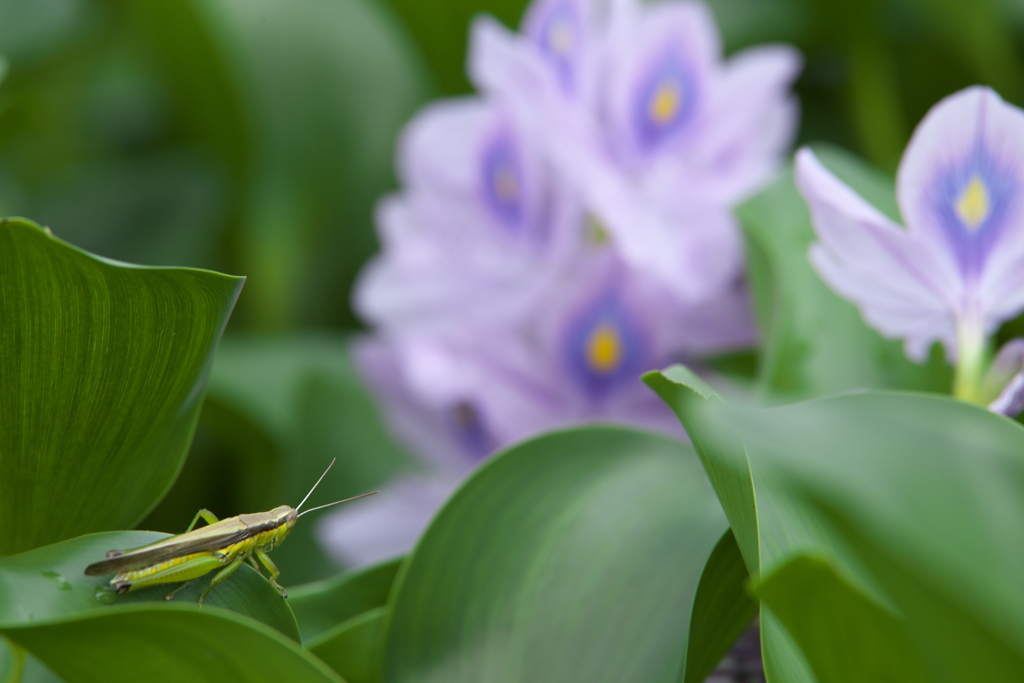 ホテイアオイの花園♪3