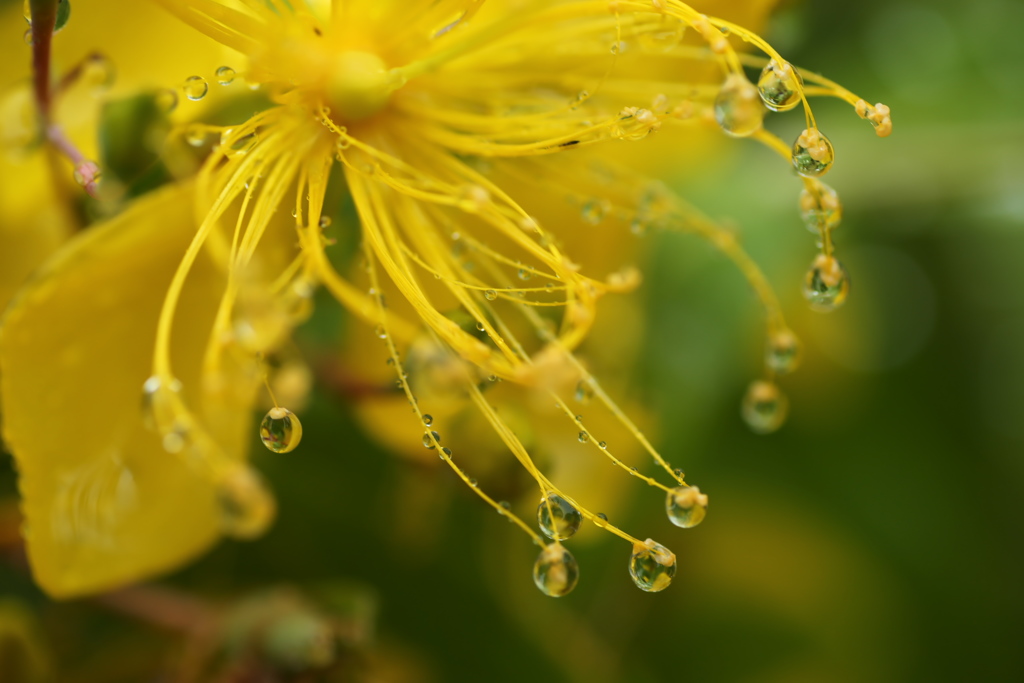 雨の万葉庭園♪5